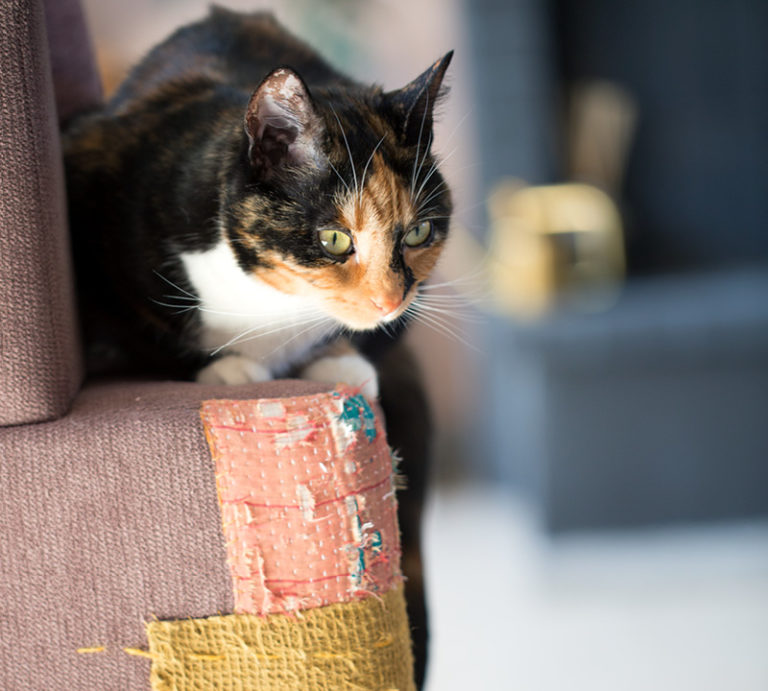 En katt ligger på en soffa som lagats med olika tyger.