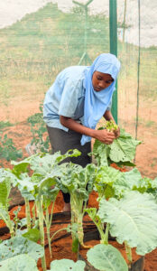 Malich skördar kål från den inhängnade skolträdgården.