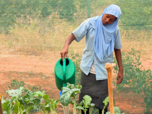 Malich vattnar kå med vattenkannal i skolträdgården i Kenya.