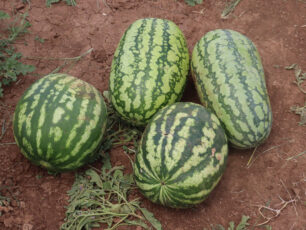 Vattenmeloner på torr brun mark.