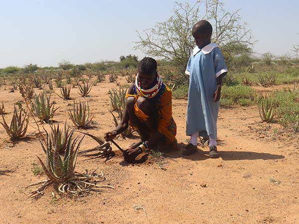 Epakan och mamma Aweet skördar aloe vera.