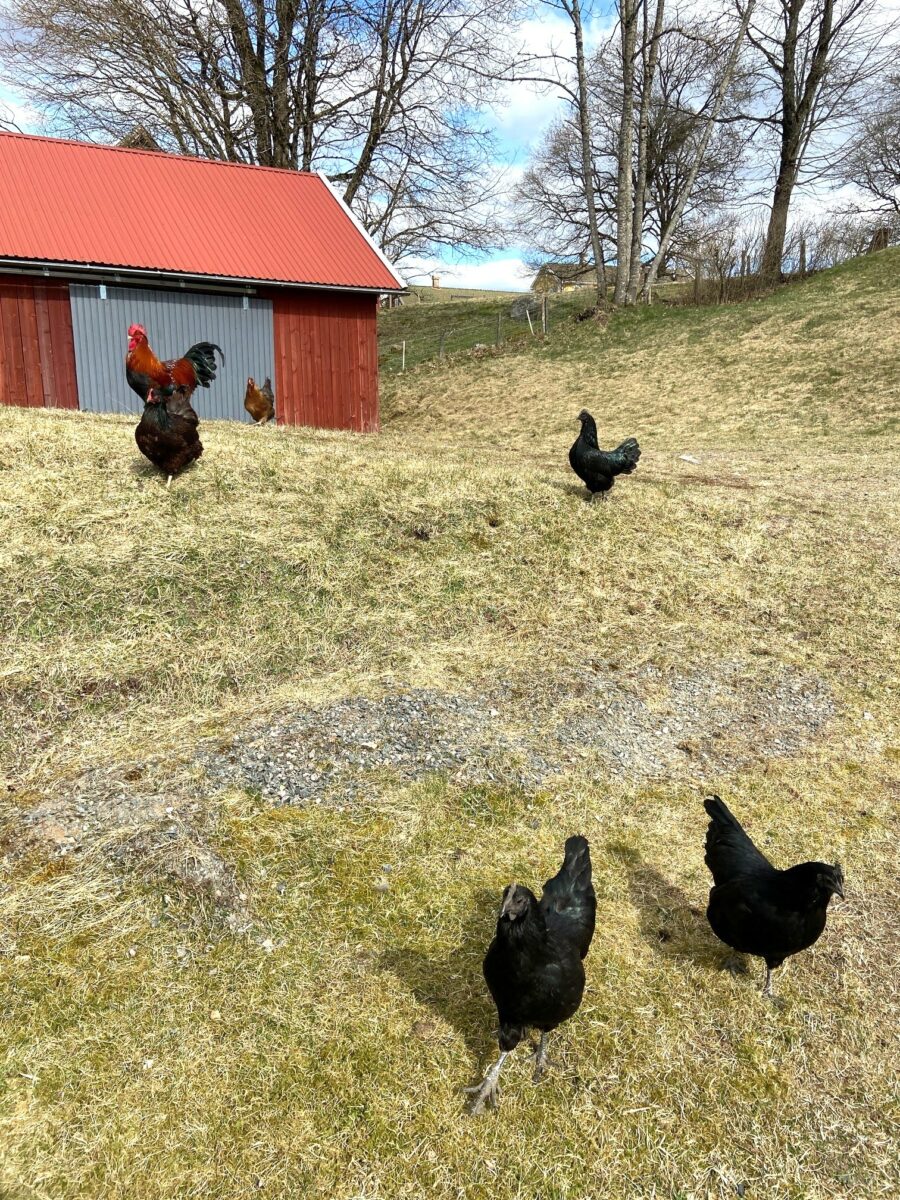 Bild på hönsen